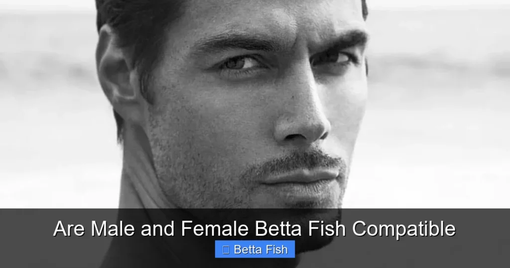 Are Male and Female Betta Fish Compatible