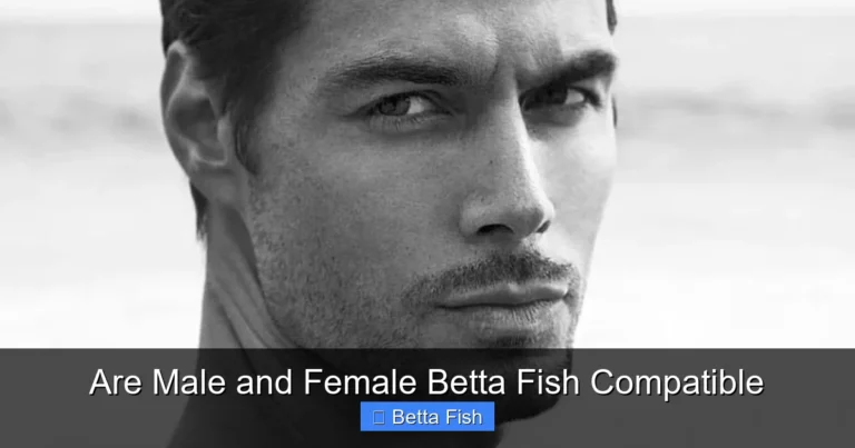 Are Male and Female Betta Fish Compatible