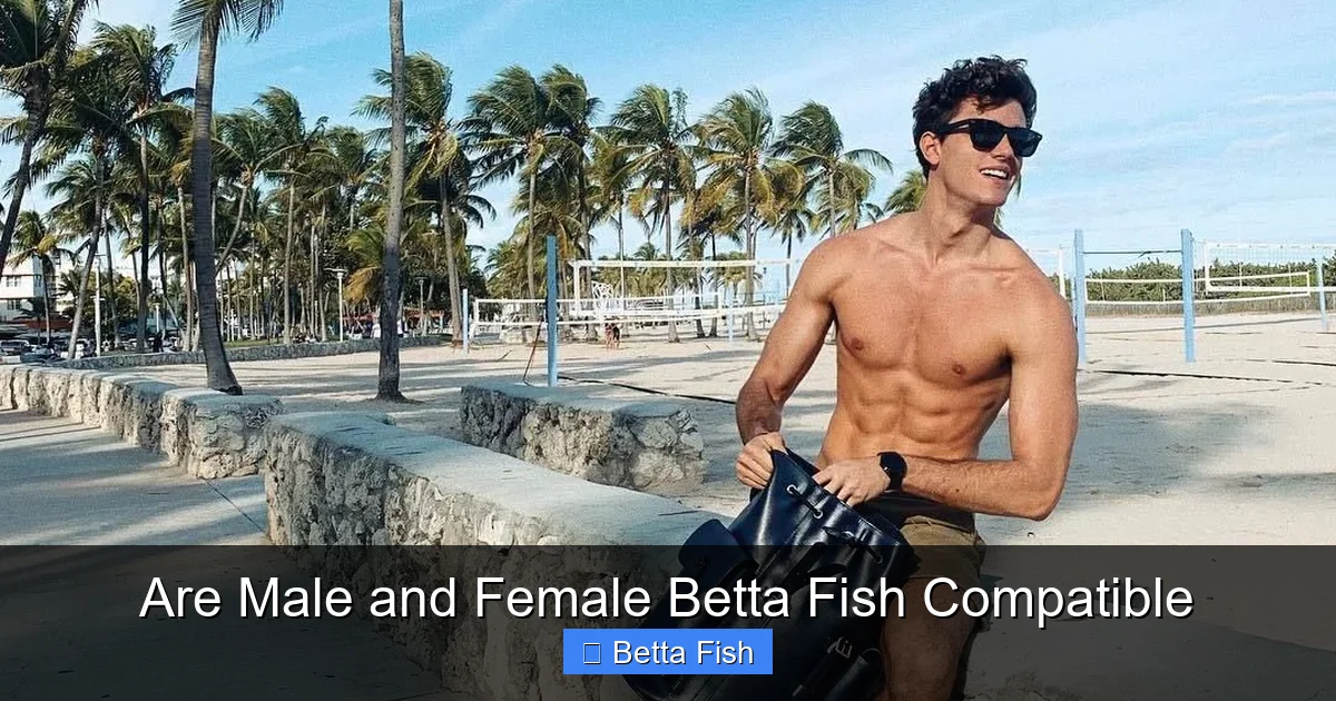 Are Male and Female Betta Fish Compatible