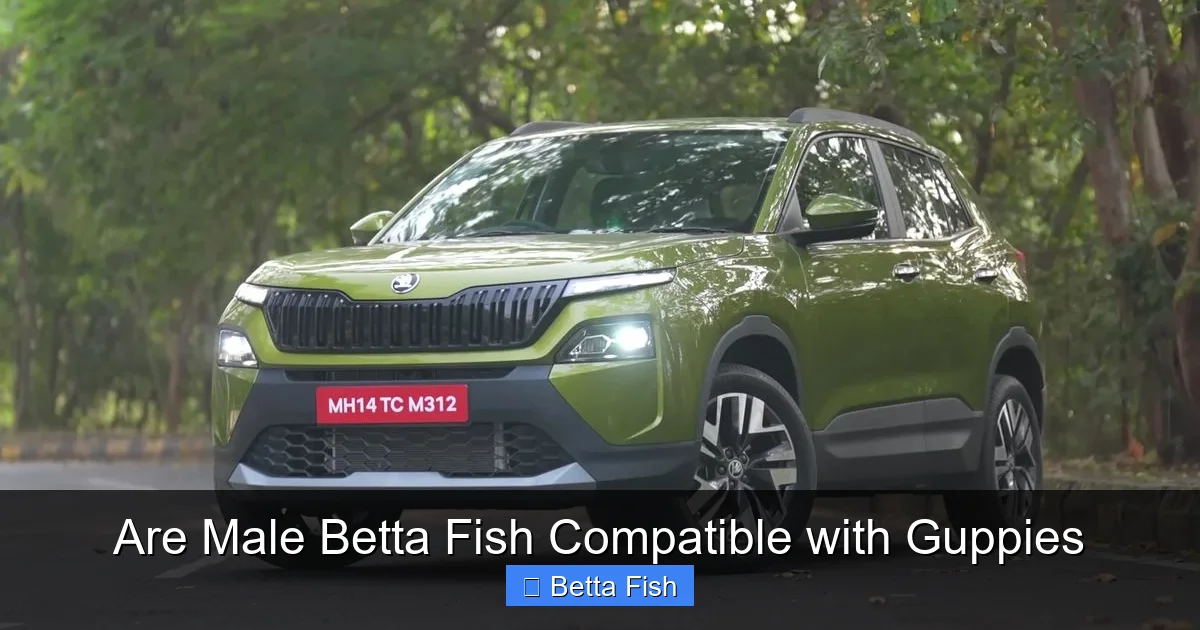 Are Male Betta Fish Compatible with Guppies