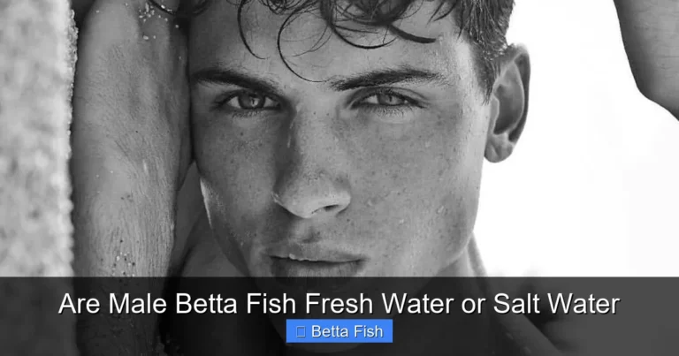 Are Male Betta Fish Fresh Water or Salt Water