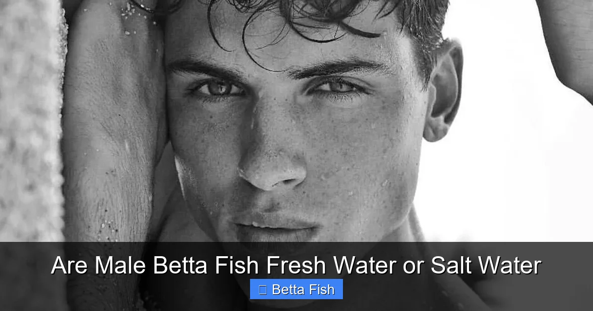 Are Male Betta Fish Fresh Water or Salt Water