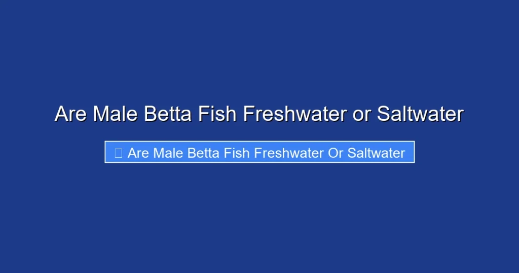Are Male Betta Fish Freshwater or Saltwater