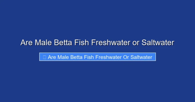 Are Male Betta Fish Freshwater or Saltwater
