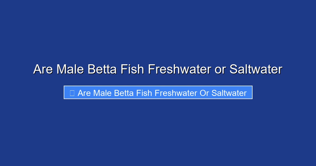Are Male Betta Fish Freshwater or Saltwater