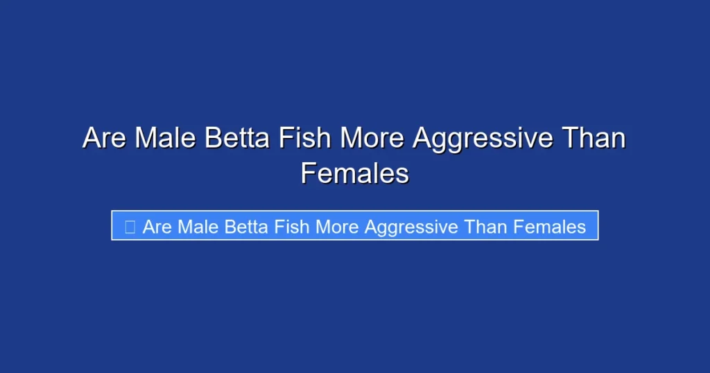 Are Male Betta Fish More Aggressive Than Females