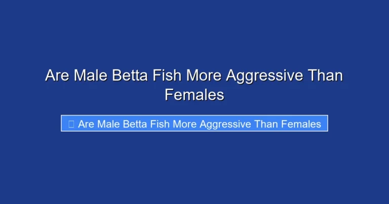 Are Male Betta Fish More Aggressive Than Females