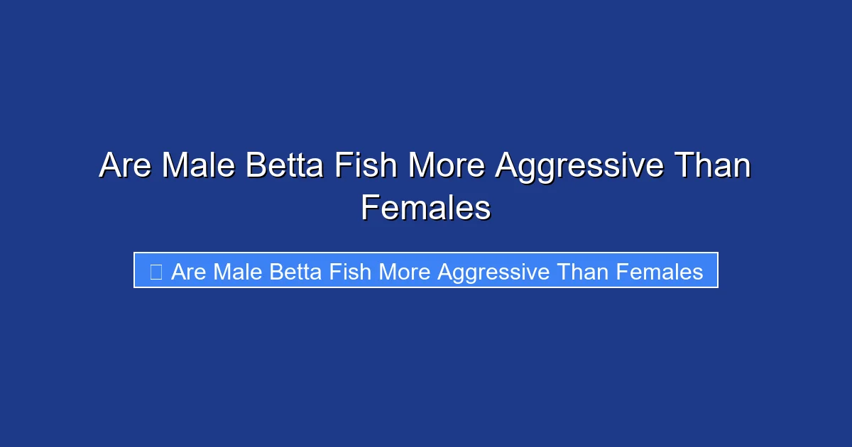 Are Male Betta Fish More Aggressive Than Females