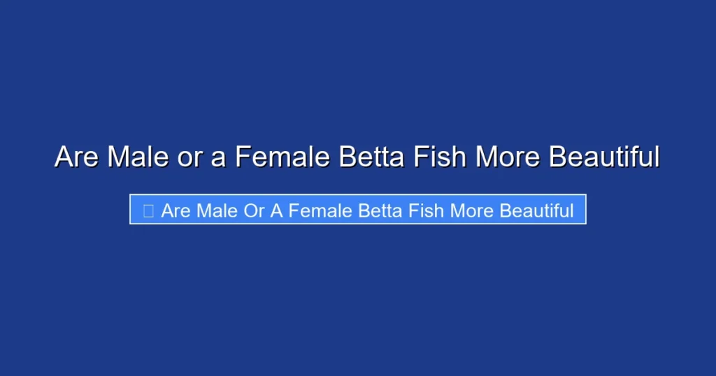 Are Male or a Female Betta Fish More Beautiful