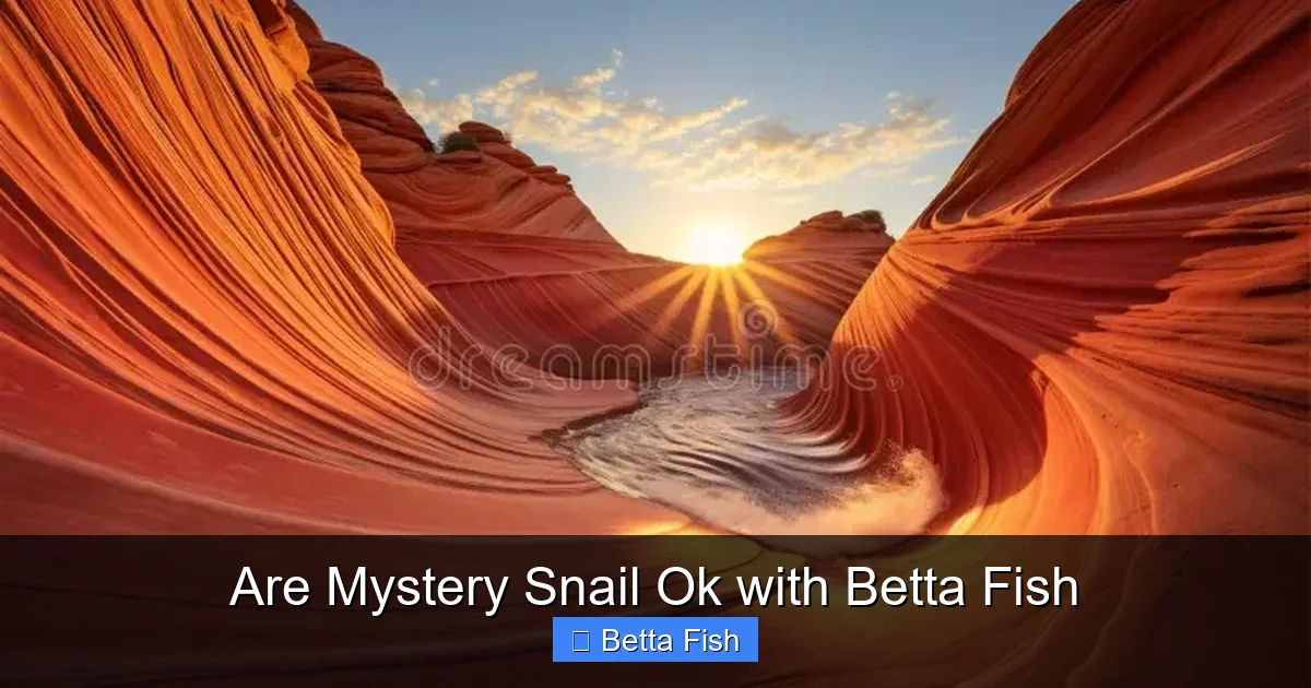 Are Mystery Snail Ok with Betta Fish