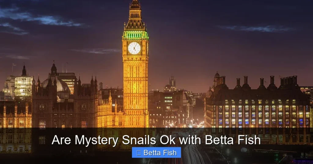 Are Mystery Snails Ok with Betta Fish