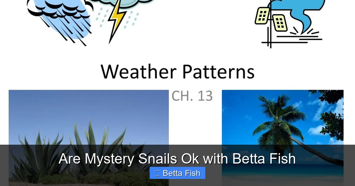 Are Mystery Snails Ok with Betta Fish