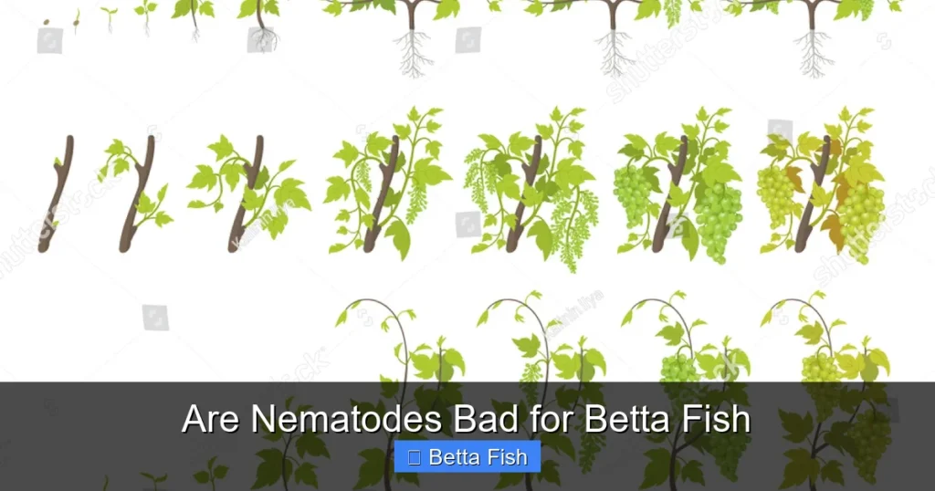 Are Nematodes Bad for Betta Fish
