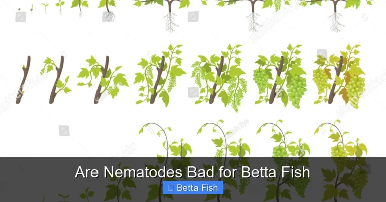 Are Nematodes Bad for Betta Fish