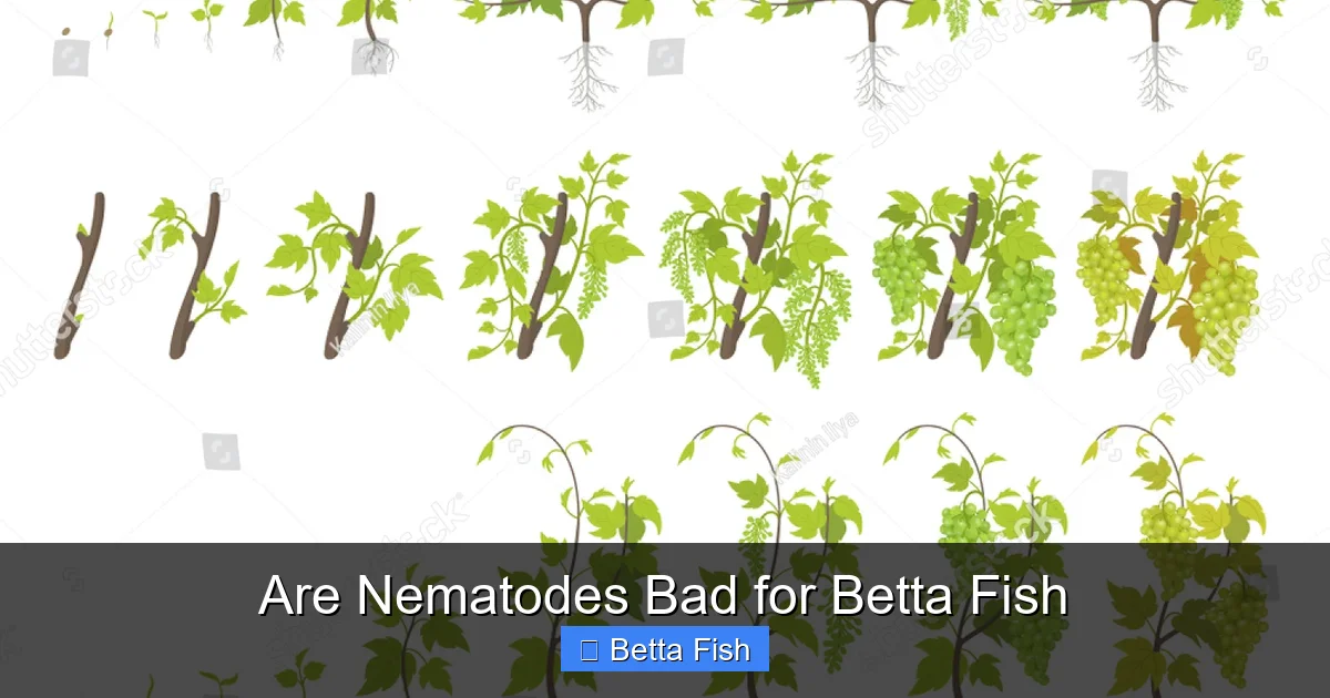 Are Nematodes Bad for Betta Fish