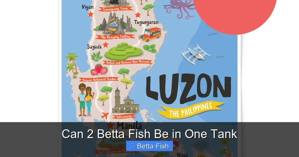 Can 2 Betta Fish Be in One Tank