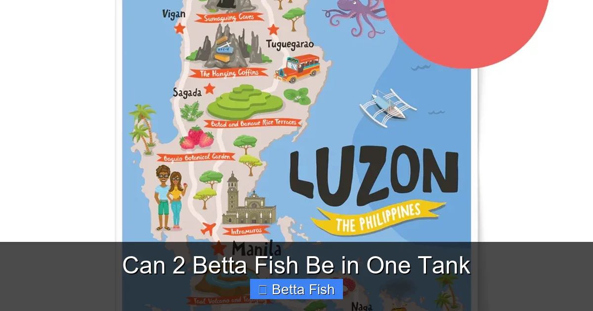 Can 2 Betta Fish Be in One Tank