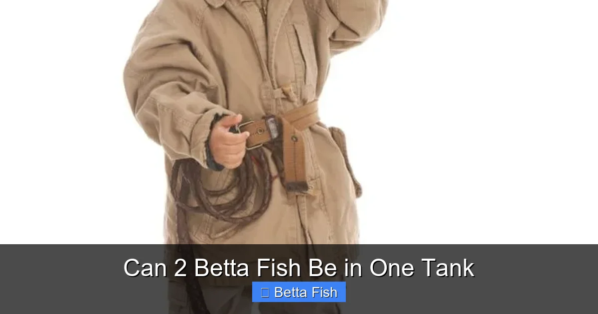 Can 2 Betta Fish Be in One Tank