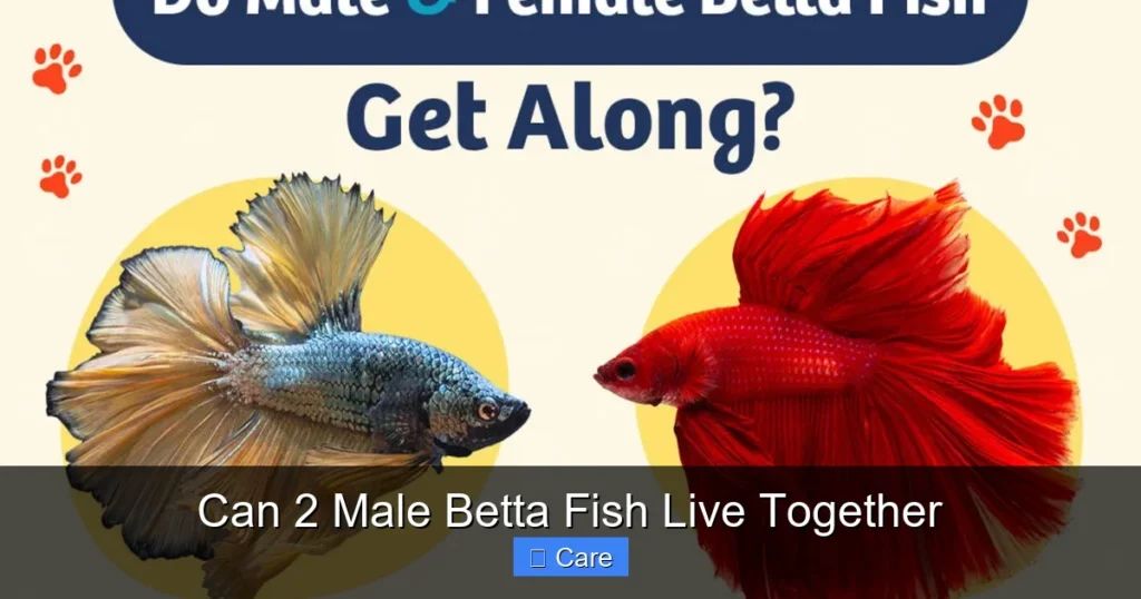 Can 2 Male Betta Fish Live Together