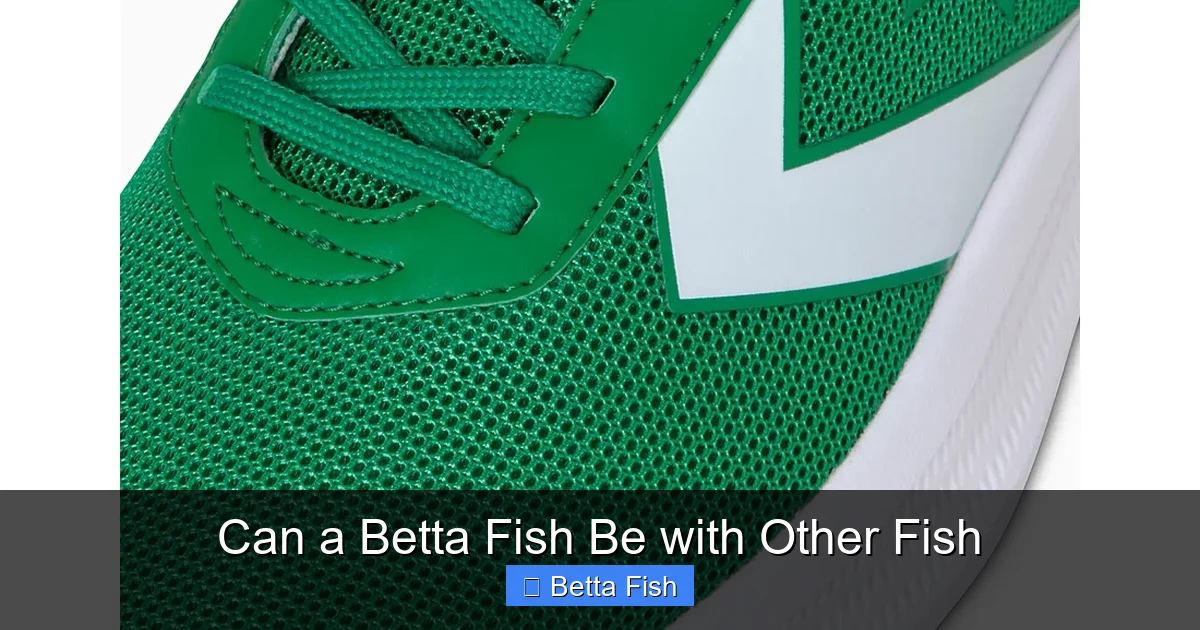 Can a Betta Fish Be with Other Fish