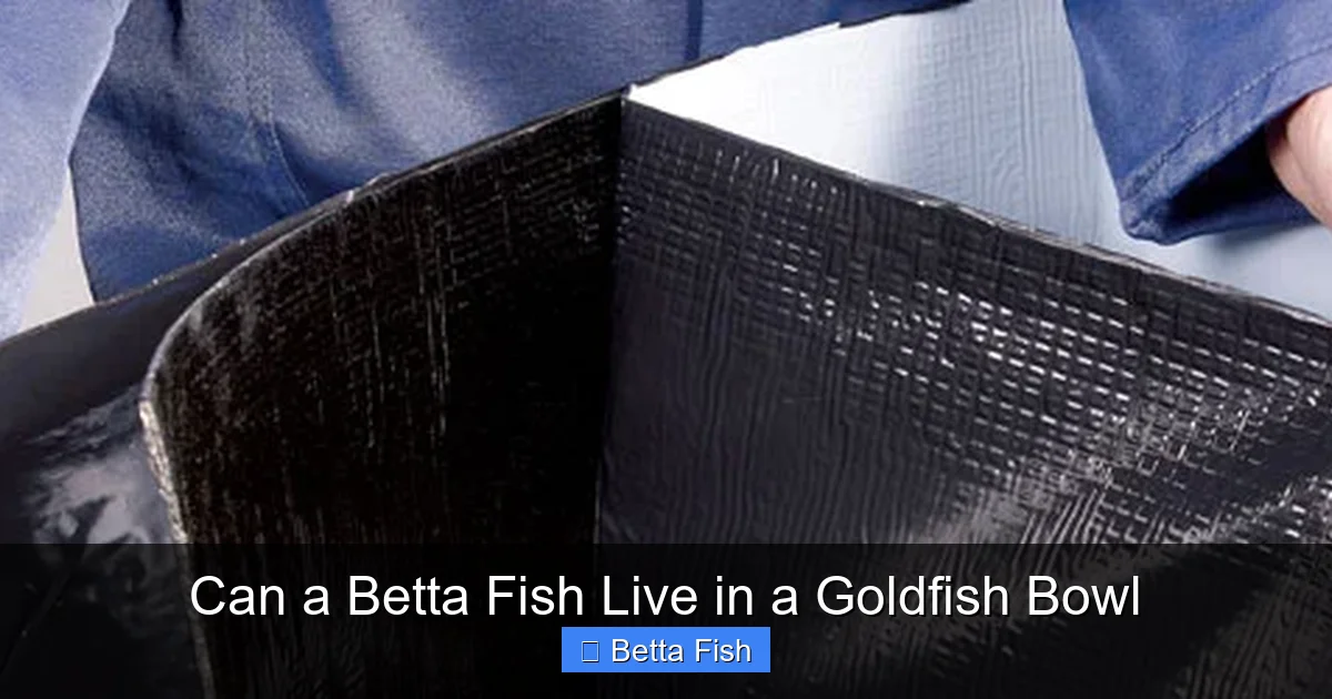 Can a Betta Fish Live in a Goldfish Bowl