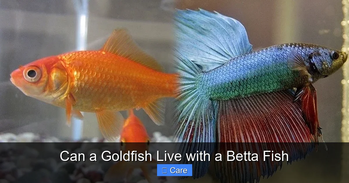 Can a Goldfish Live with a Betta Fish