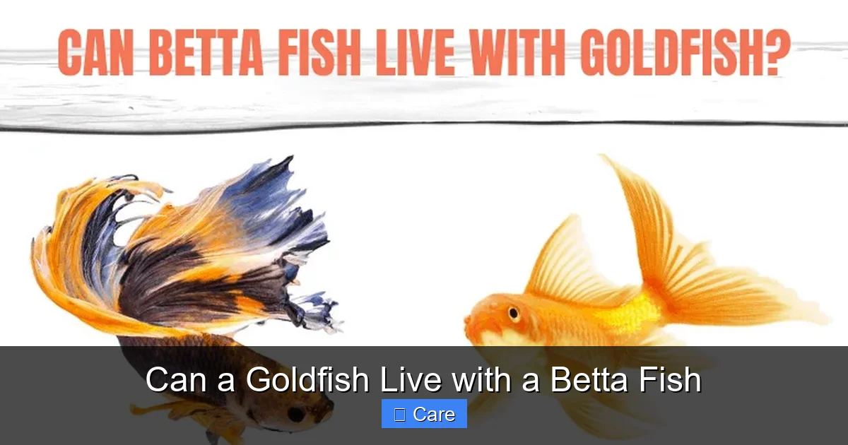 Can a Goldfish Live with a Betta Fish