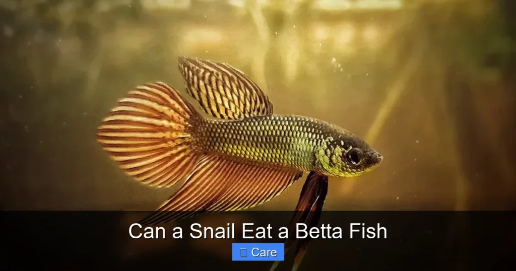 Can a Snail Eat a Betta Fish