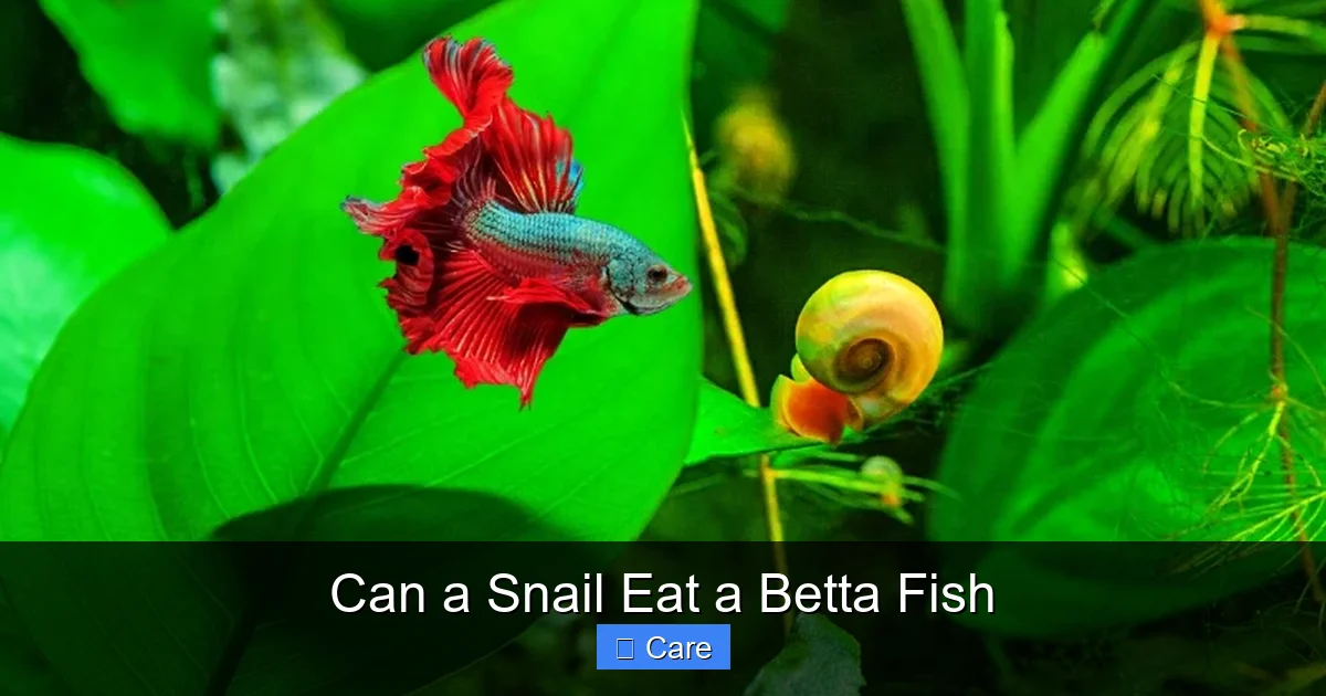 Can a Snail Eat a Betta Fish