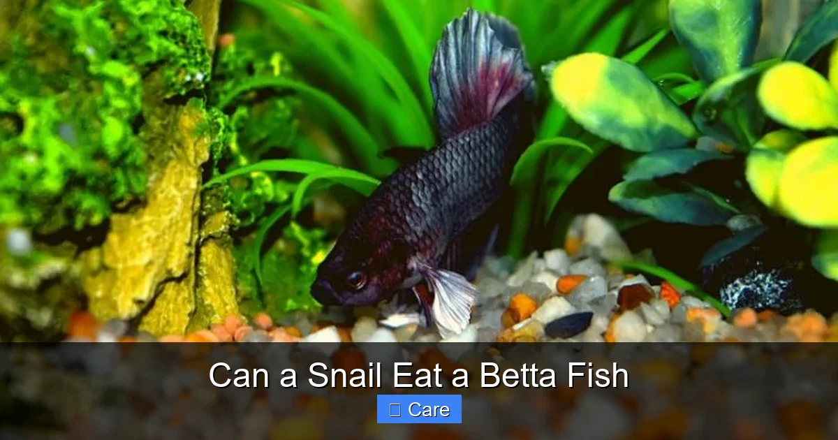 Can a Snail Eat a Betta Fish
