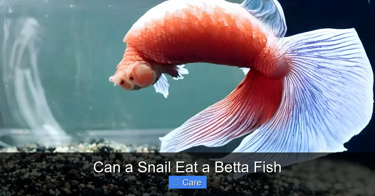 Can a Snail Eat a Betta Fish