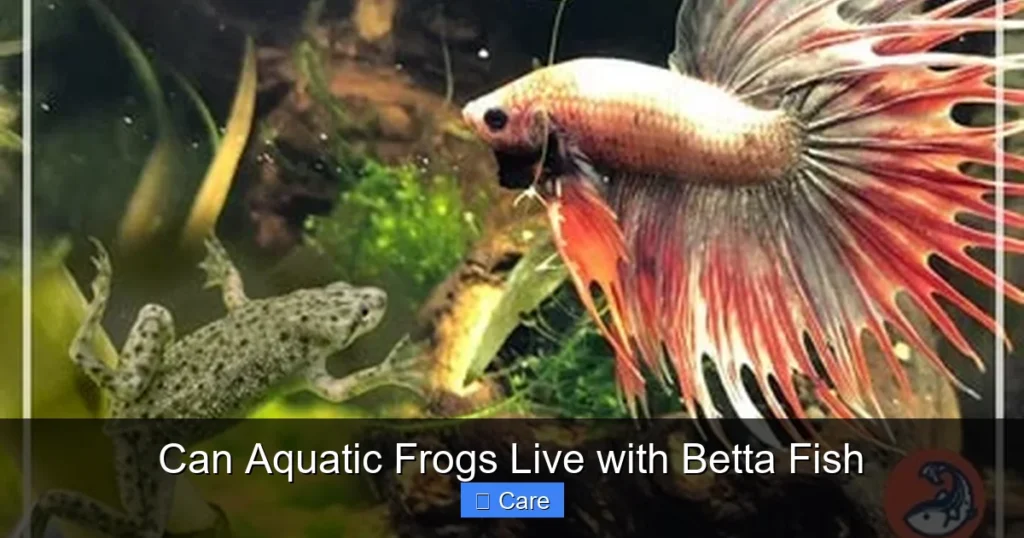 Can Aquatic Frogs Live with Betta Fish
