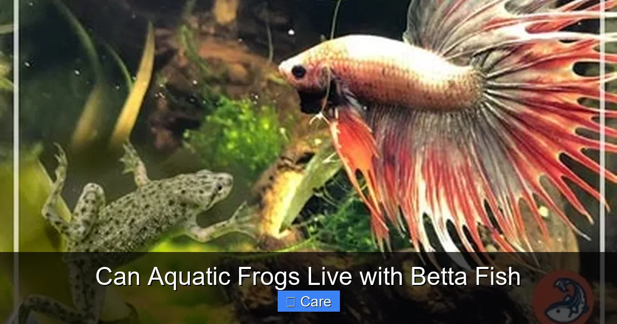 Can Aquatic Frogs Live with Betta Fish