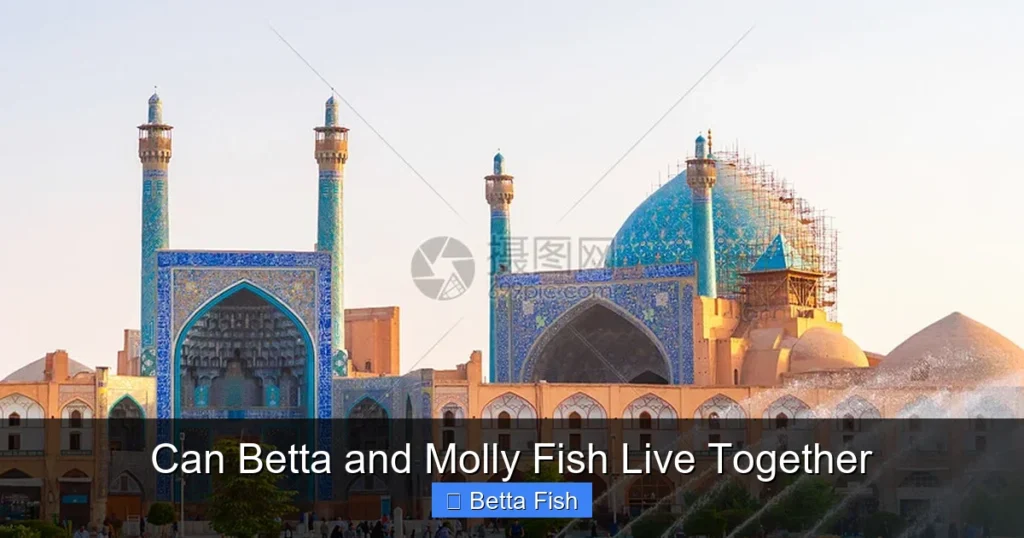 Can Betta and Molly Fish Live Together