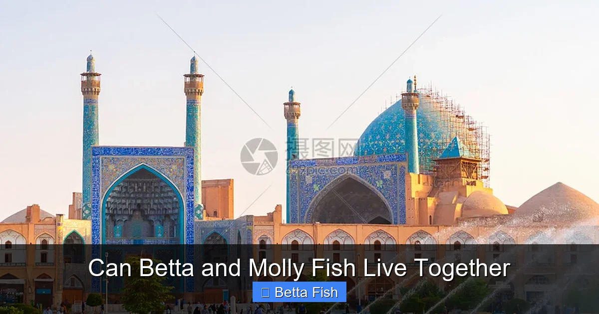 Can Betta and Molly Fish Live Together