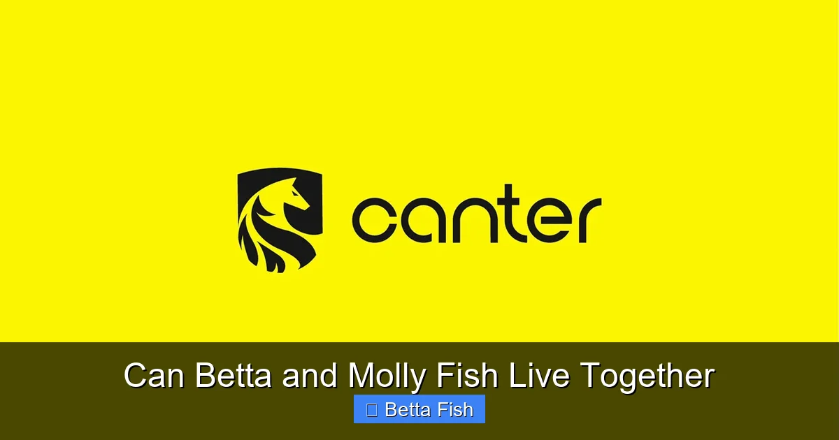 Can Betta and Molly Fish Live Together