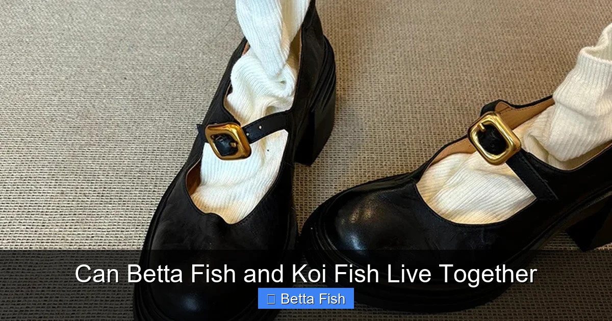 Can Betta Fish and Koi Fish Live Together