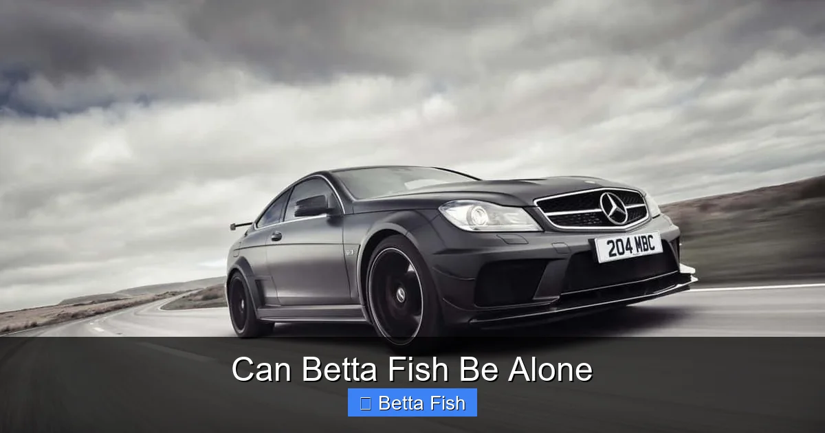 Can Betta Fish Be Alone