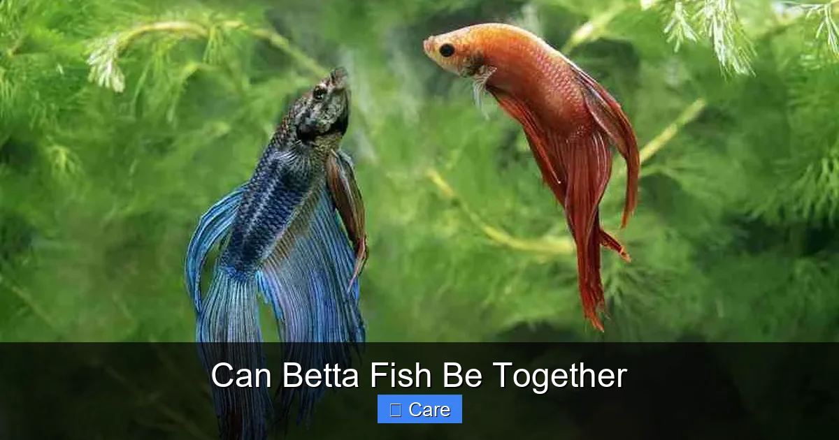 Can Betta Fish Be Together