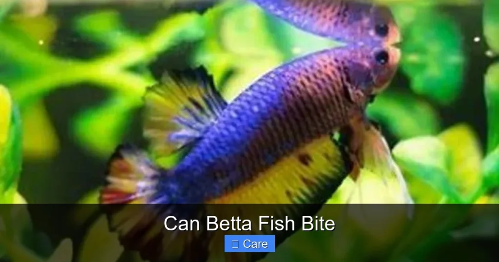 Can Betta Fish Bite