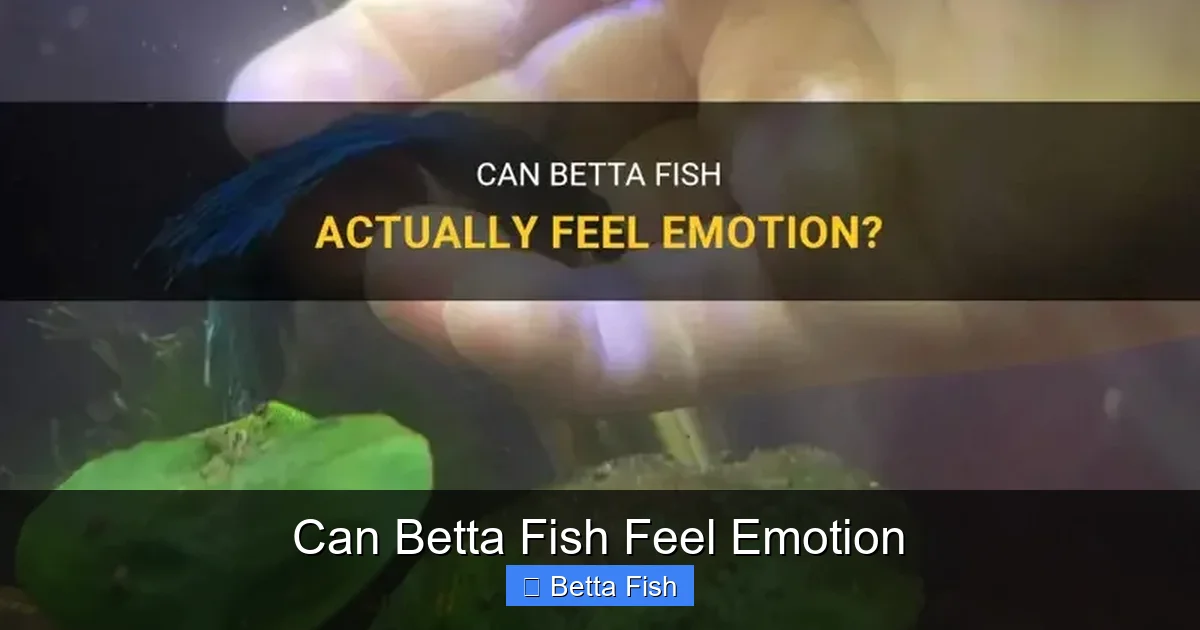 Can Betta Fish Feel Emotion