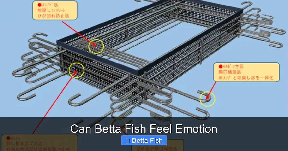 Can Betta Fish Feel Emotion
