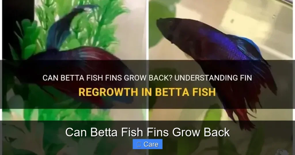 Can Betta Fish Fins Grow Back