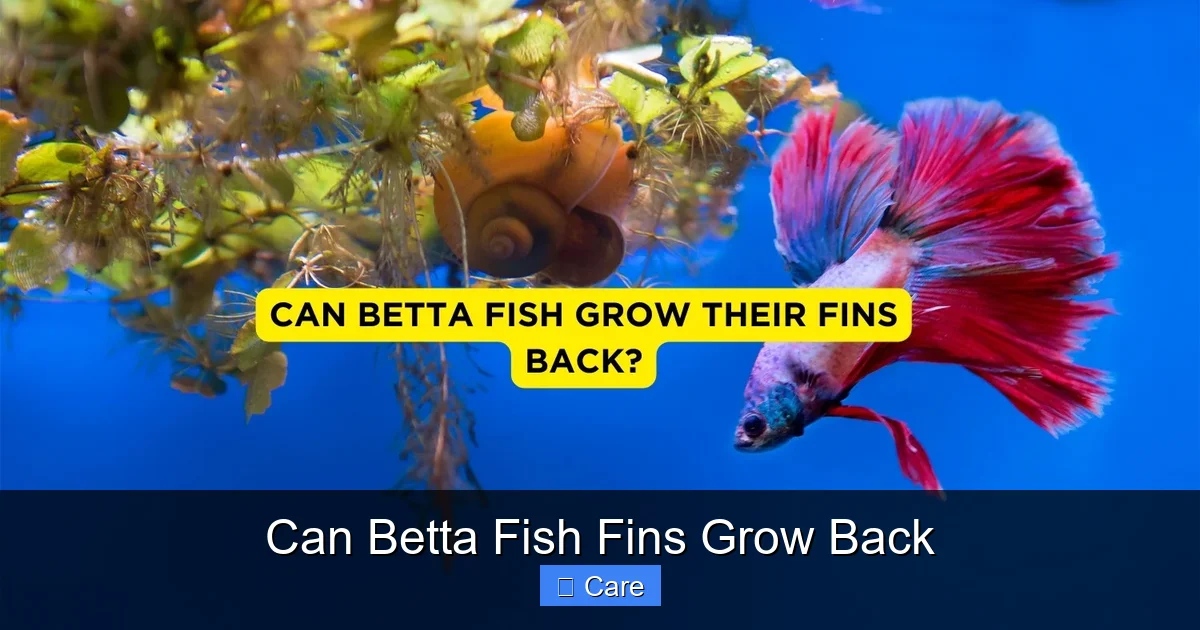 Can Betta Fish Fins Grow Back