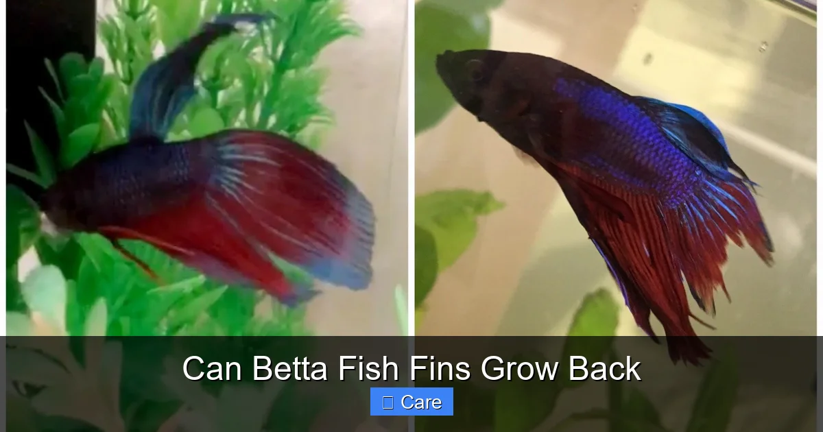 Can Betta Fish Fins Grow Back