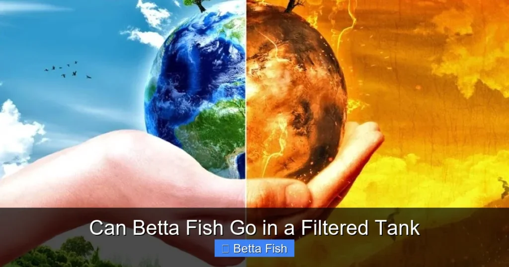 Can Betta Fish Go in a Filtered Tank