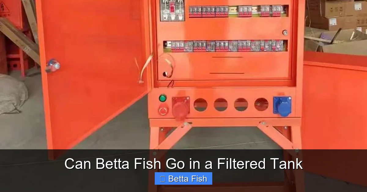 Can Betta Fish Go in a Filtered Tank