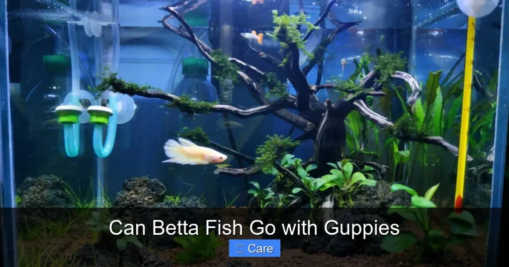 Can Betta Fish Go with Guppies