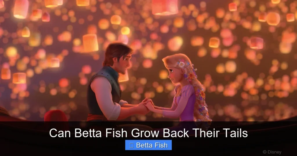 Can Betta Fish Grow Back Their Tails