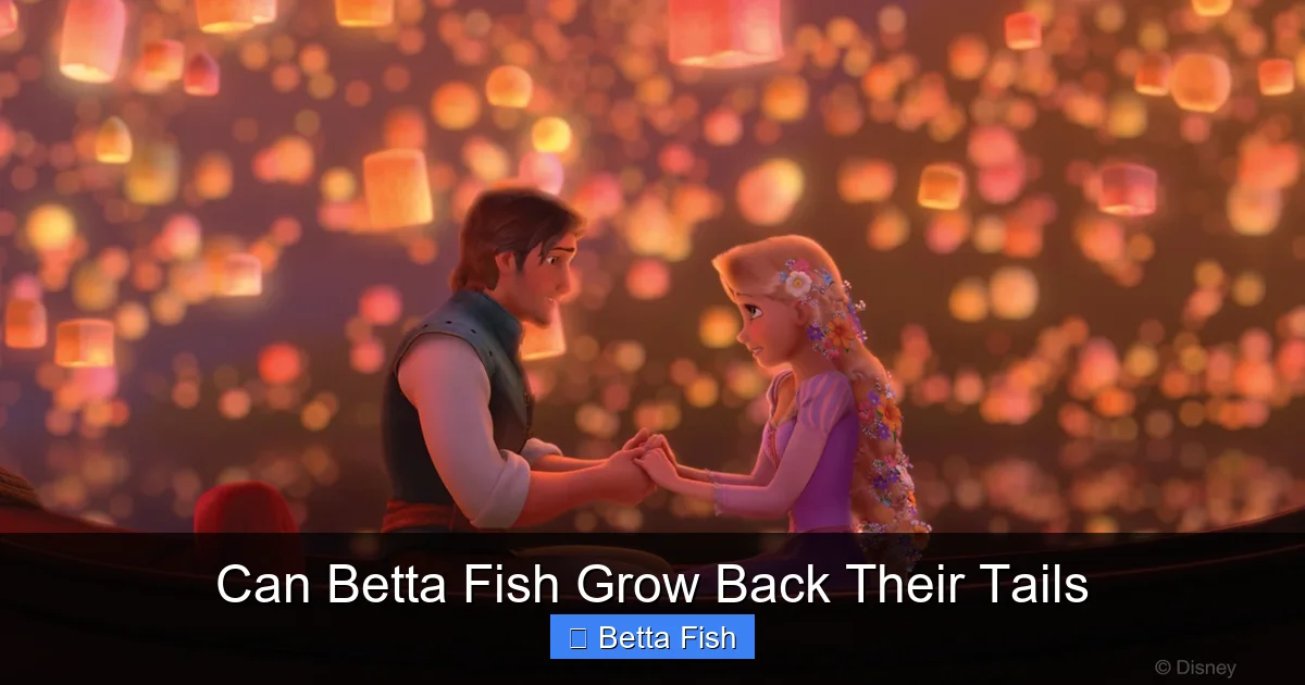 Can Betta Fish Grow Back Their Tails